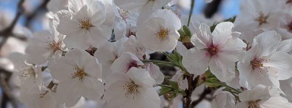 香
